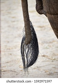 Elephant Tail Close-up Zoo Tip