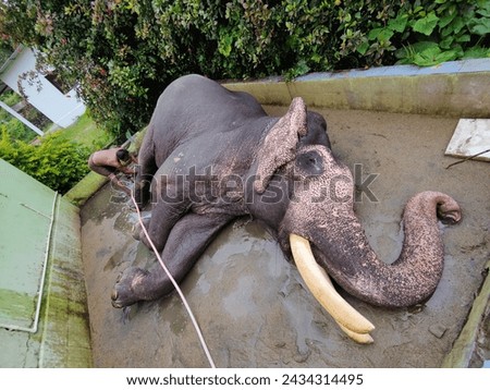 elephant taking bath lying down