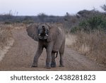 Elephant - Teenage Elephant standing on gravel road in threatening stance. Trunk and tusks pointing directly at the viewer. Ears spread.