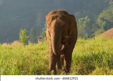 Elephant Thailand 