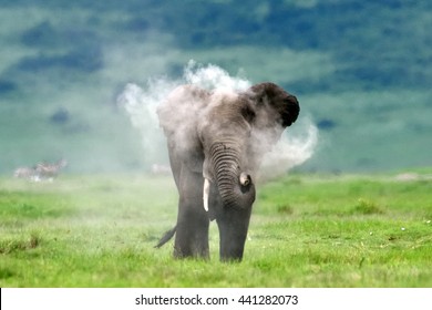 Elephant throwing dust at himself