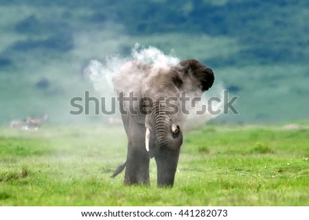 Elephant throwing dust at himself