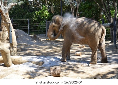 259 Elephant throws sand Images, Stock Photos & Vectors | Shutterstock