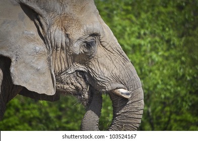 Elephant In Toronto Zoo