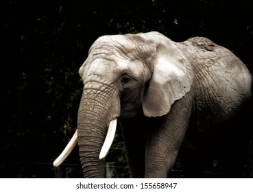  Elephant At Toronto Zoo