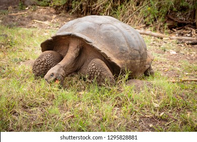 7,794 Elephant turtle Images, Stock Photos & Vectors | Shutterstock