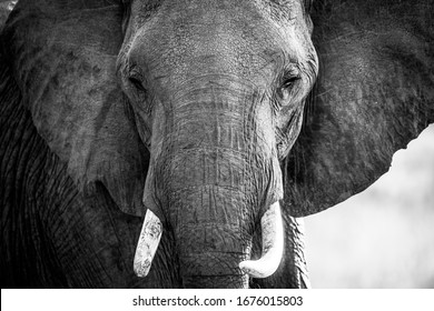 Elephant Trunk And Ivory With Face In Masai Mara In Kenya
