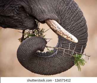 Elephant Trunk And Ivory Tusks