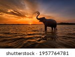 Elephant trunk up at Sunset Sri Lanka 