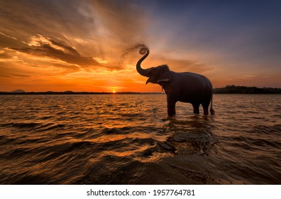 Elephant trunk up at Sunset Sri Lanka 