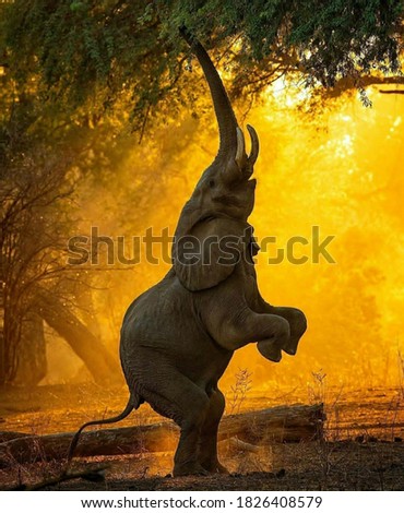 An elephant is trying to break the green leaves on a tree by using both its front legs to eat them.