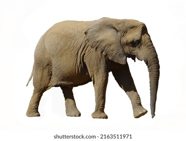 854 Elephant walking front view Images, Stock Photos & Vectors ...