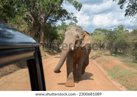 Elephant Tusker Called Gamunu  charging a Jeep 