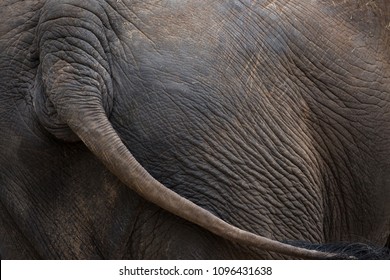 Elephant Wagging Tail