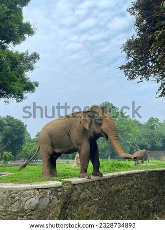 an elephant waiting to be given food by zoo visitors