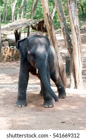 Elephant Waiting For Feeding At Kottoor, Kappukadu Elephant Rehabilitation Centre, Kerala, India