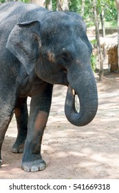 Elephant Waiting For Feeding At Kottoor, Kappukadu Elephant Rehabilitation Centre, Kerala, India