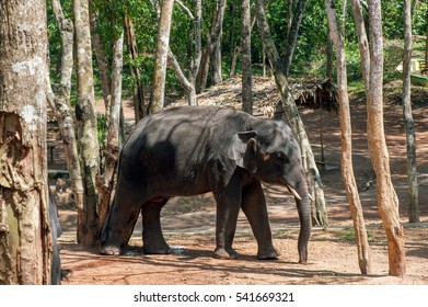 Elephant Waiting For Feeding At Kottoor, Kappukadu Elephant Rehabilitation Centre, Kerala, India