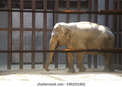 Elephant Waiting In Zoo Cage