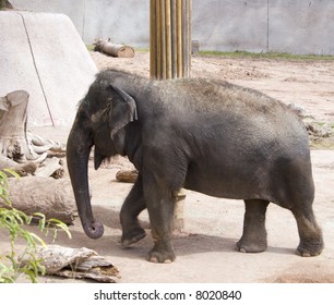 Elephant Walking Around Poll In Phoenix Zoo, AZ