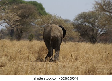 Elephant Walking Away From The Camera