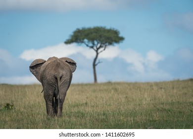 Elephant Walking Away In Open Area