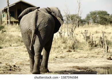 elephant walking in Botswana, Africa