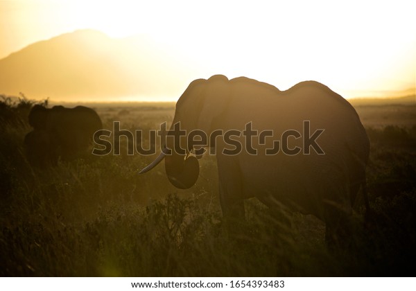 Elephant Walking In Front\
Of Kilimanjaro