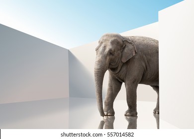 Elephant walking on mirror floor among white walls under blue sky at sunny day