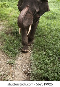 Elephant walking on path