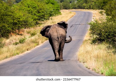 An elephant is walking on the road. Elephant walking. Elephant go ahead. Elephant in nature - Shutterstock ID 2156477967