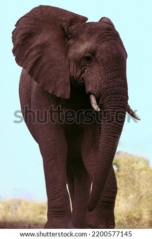 Similar – elephant in Aberdare National Park, Kenya