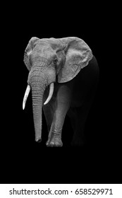 Unduh 200 Wallpaper Black Elephant HD Paling Baru Unduh 200 Wallpaper Black Elephant HD Paling Baru