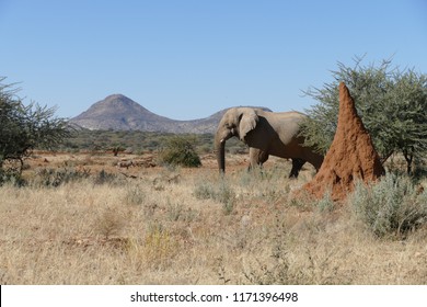 Elephant  Walking Past Termite Mound In Namibia, Africa