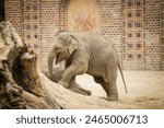Elephant walking in the yard of Leipzig zoo