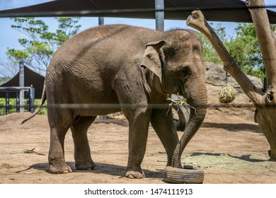 Elephant walking at the zoo