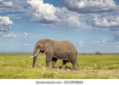 An elephant walks across the grasslands of Amboseli National Park, Kenya. Wide open space with big blue sky cloudscape. - Powered by Shutterstock