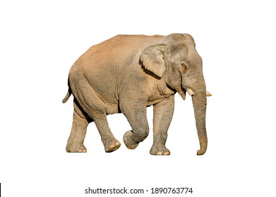 An Elephant With A White Background