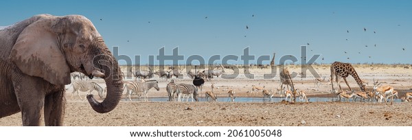 Elephant and wild African animals on the\
waterhole in Etosha National Park, Namibia. Panorama landscape of\
savannah with giraffes, herds of zebras and antelopes - view of\
wildlife of Africa.