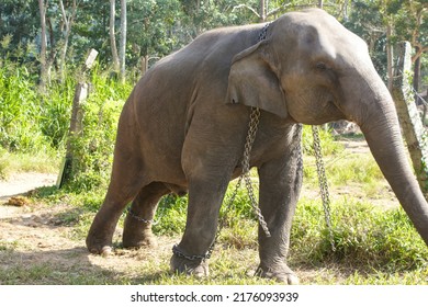 Elephant In The Wild, Chained In The Forest, In The Park. Animal Abuse. The Concept Of Help, Care For Animals 