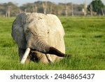 Elephant in the wild met in Amboseli National Park in Kenya