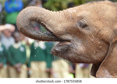 ゾウ 赤ちゃん の写真素材 画像 写真 Shutterstock