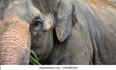 Elephant without tusk is eating grass. Close up of an asiatic elephant with depigmented skin on the forehead and ears. Asian elephant, Elephas maximus, eat in Southeast Asia - Powered by Shutterstock