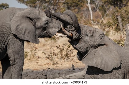 Elephant Wrestling Trunks Stock Photo 769904173 | Shutterstock