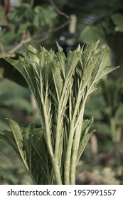 Elephant Yam Growing On The Farm