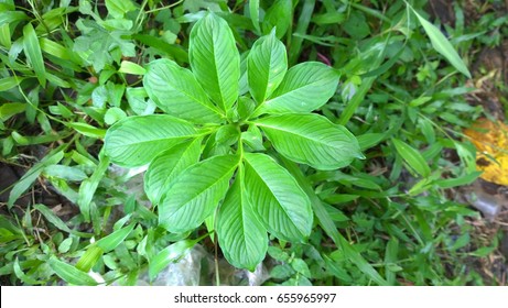 Elephant Yam Plant