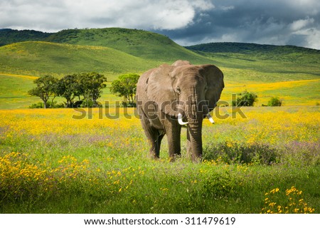 Elephant with yellow wild flowers. Ngorongoro crater, Tanzania