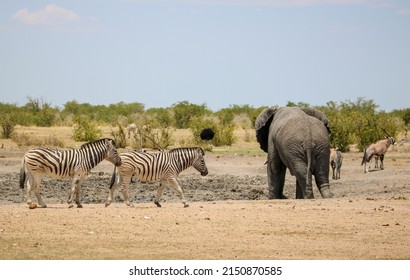 Elephant, Zebra, Gemsbok And Ostrich At Waterhole In Etosha National Park, Namibia