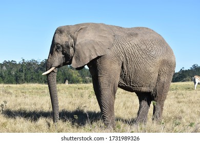 Elefant Zebra Bilder Stockfotos Und Vektorgrafiken Shutterstock