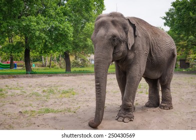 Elephant In A Zoo